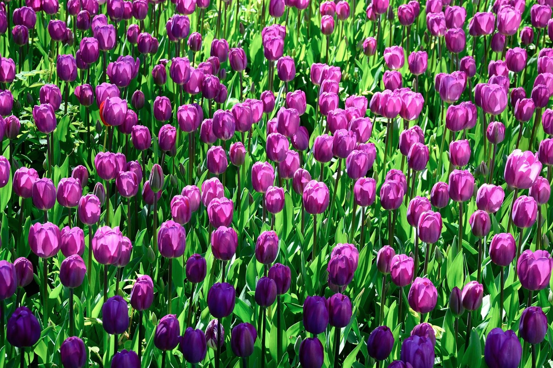 tulips-1245962_1920