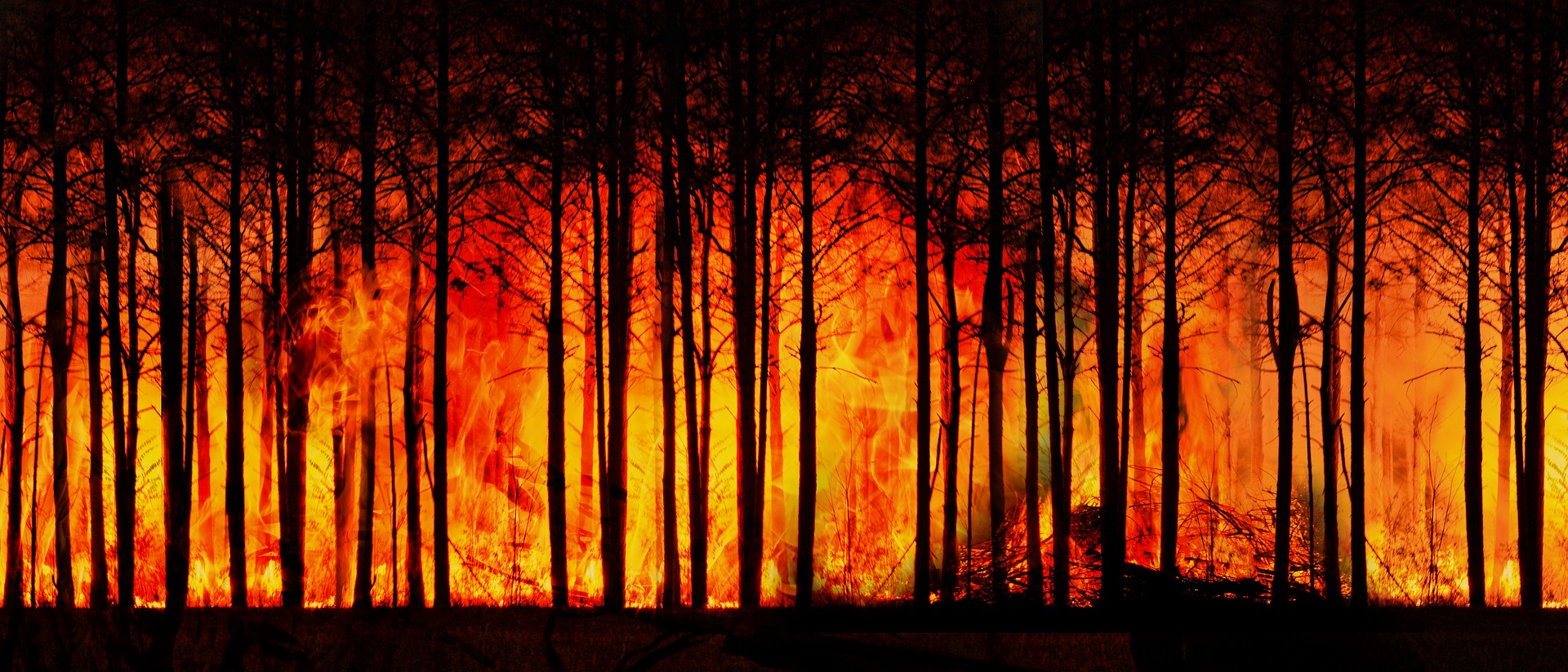 forest-fire-3836834_1920