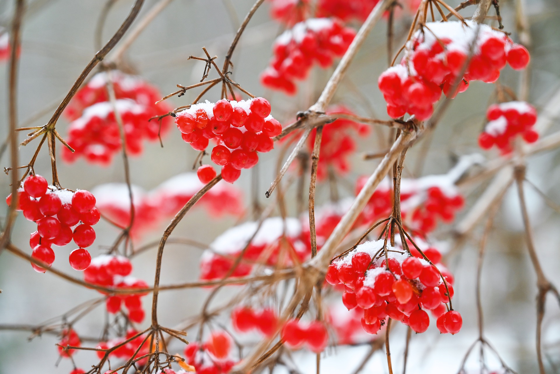 red-berry-g6f9ba998a_1920
